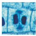 <p>What phase is this? </p>