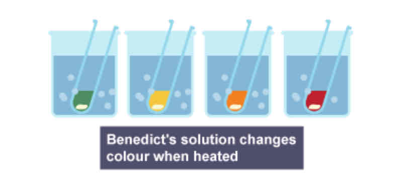 <ul><li><p>Benedict’s solution</p></li><li><p>Heat in a water bath to above 60</p></li><li><p>Negative → Positive</p><p>Green → Yellow → Orange → Red</p></li><li><p>Colour depends on how much glucose present</p></li></ul>