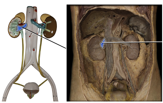 <p>drains blood from kidney and takes to vena cava</p>