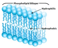<p>75% of membrane molecules of the plasma membrane; drift laterally from place to place, spin on their axes, and flex their tails</p>