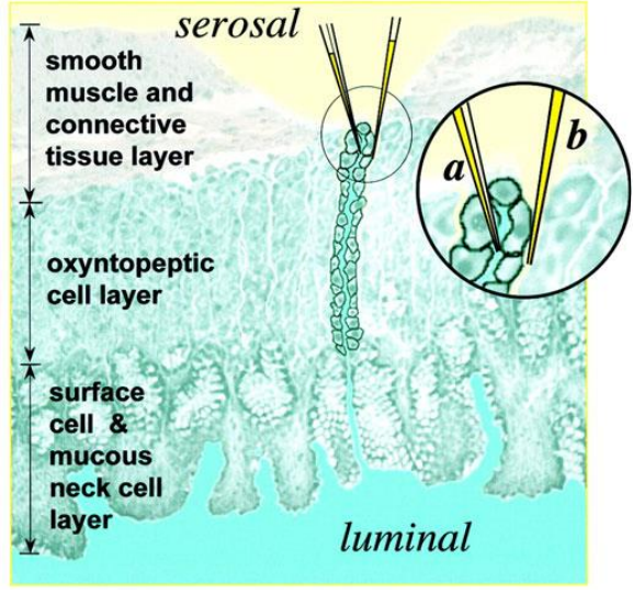 <ul><li><p>Used for biovoltages from individual cells</p></li><li><p>It is a glass capillary with an open end filled with an electrolyte of standard concentration</p><ul><li><p>tip diameter: &lt;0.5 <span>μ</span>m</p></li></ul></li></ul><p></p>