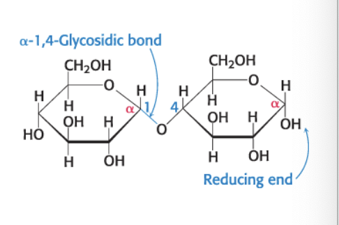 <p>carbons linking the monosaccharides</p><ul><li><p>“reducing sugars” have anomeric forms due to possessing a <strong>reducing end</strong></p><ul><li><p>reducing end = has a <strong>free anomeric C</strong> that can form the open chain form</p></li><li><p>nonreducing end = hsa an anomeric C in a <strong>glycosidic linkage</strong> that CANNOT convert to open chain form</p></li></ul></li></ul><p></p>