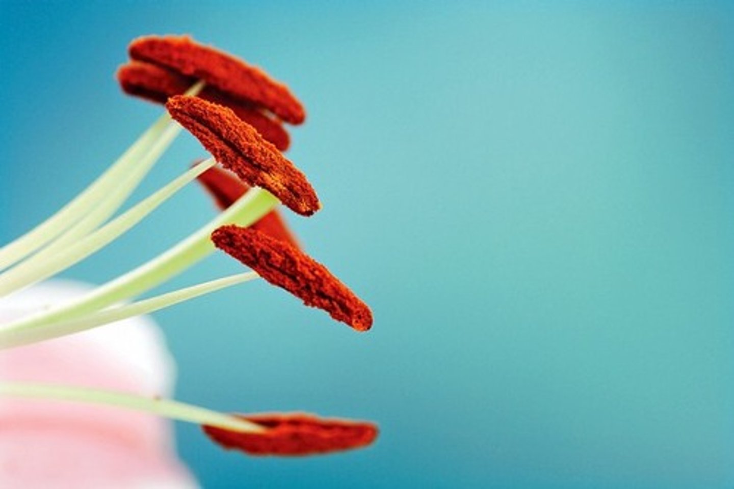 <p>Site of pollen grain production. Part of the stamen.</p>