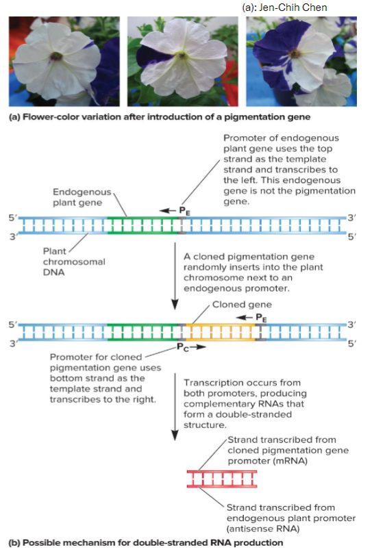 <ul><li><p>researchers Jorgensen and Stuitje attempted to produce strains of petunias w/ deeper flower colors</p></li><li><p>methodology: involved inserting into petunia genome copies of cloned genes that coded enzymes involved in the synthesis of flower pigment</p></li><li><p>findings: flower pigmentation in some cases did not deepen, but instead showed variegation</p></li><li><p>conclusions: additional copies of gene can sometimes suppress the expression of both itself and its endogenous counterpart</p><ul><li><p>later research found the production of double-stranded RNA to be involved in lowering mRNA levels</p></li></ul></li></ul><p></p>