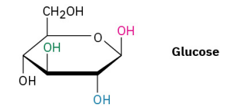 <p>Identify each pair of relationships among the –OH groups in glucose (red–blue, red–green, red–black, blue–green, blue–black, green–black) as cis or trans.</p>