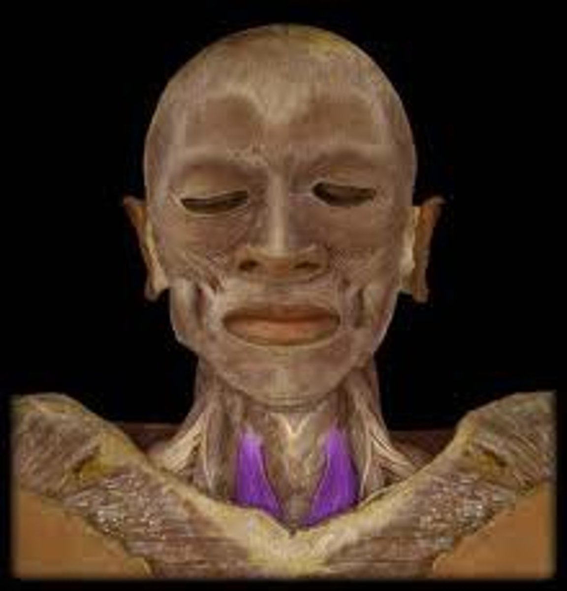 <p>Origin: sternum</p><p>Insertion: Hyoid bone</p><p>Action: Depresses hyoid</p>