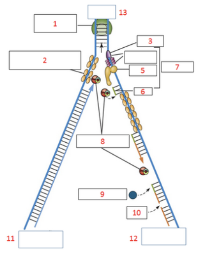 <p>using the replication fork pictured below, what enzymatic activities are associated with the protein labeled #9 on the replication fork?</p>