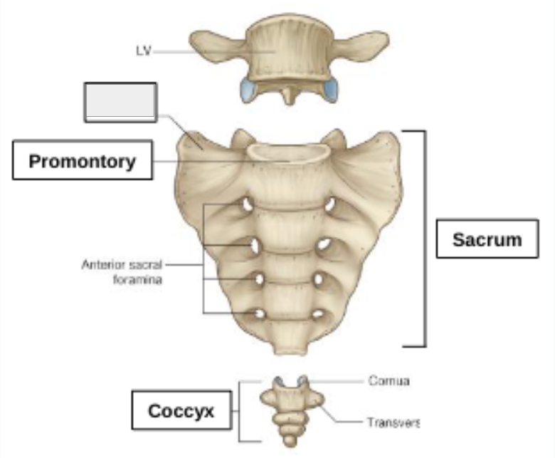 <p>what structure is that?</p>