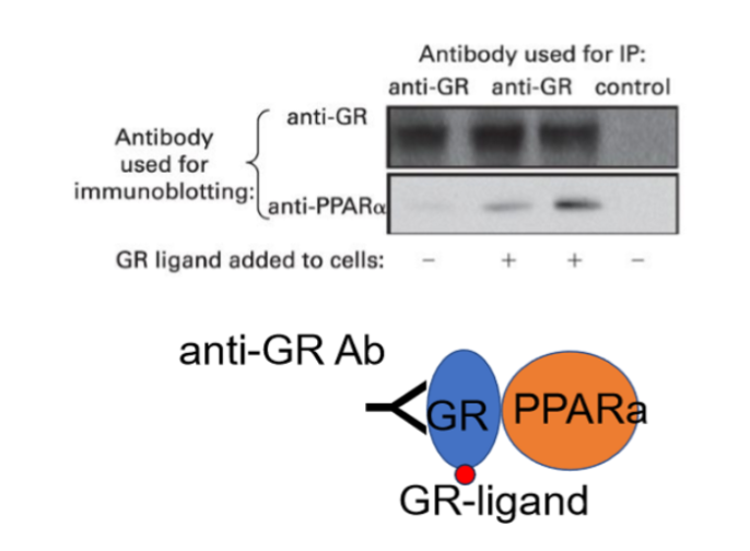 <ul><li><p>Antibodies that only recognize certain proteins</p></li><li><p>used to purify other proteins in a complex that interact with it</p></li><li><p>Samples used are not treated, maintaining tertiary and quarternary structures</p></li><li><p>Immunoprecipitate contains protein which carries a structure that antibodies recognize (epitope) and partner proteins</p></li><li><p>Antibody recognizes GR which interacts with a second ligand and PPARa</p></li></ul><p></p>