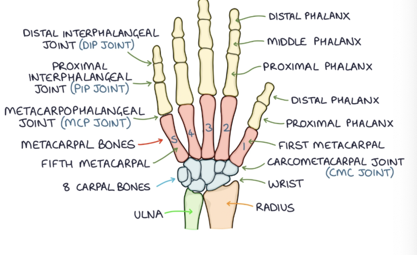 <ul><li><p>the 5 bones that the carpal bones connect to, numbered 1-5 (from the thumb to the little finger)</p><ul><li><p>1st metacarpal is at the base of the thumb</p></li><li><p>5th metacarpal is at the base of the little finger</p></li></ul></li></ul><p></p>
