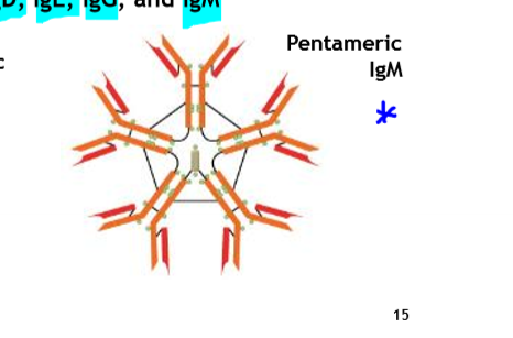 <p>the primary antibody</p><p>shape: pentameric</p><p>First class of antibody in the humoral system</p><p></p>