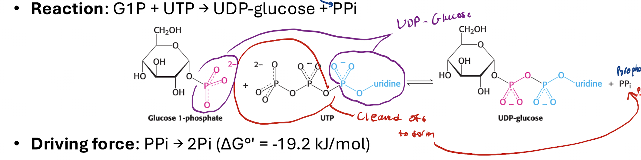 <p>G1P + UTP —UDP-Glucose pyrophosphorylase→ UDP-Glucose + PPi</p><ul><li><p>1 UTP SPENT</p></li></ul><p>Phosphate-uridine group of UTP transferred to G1P</p><ul><li><p>Two remaining phosphatebgroups form PPi (pyrophosphate)</p></li></ul><p></p>