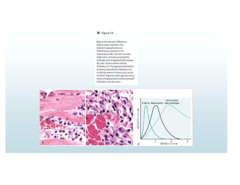 <p>Neutrophils first, then monocytes/macrophages</p>