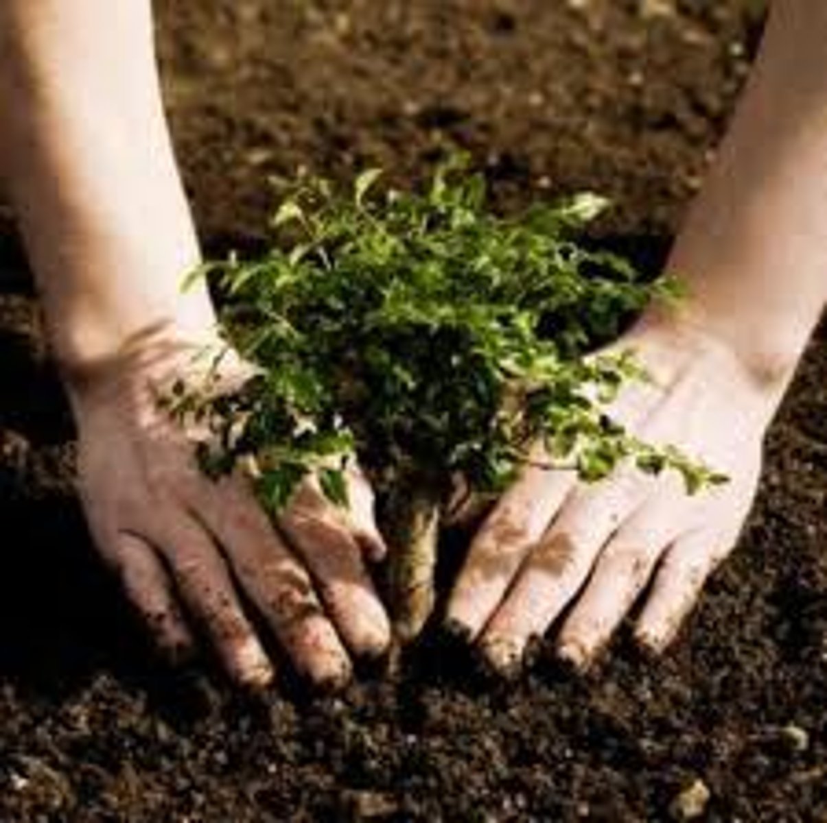 <p>if conifers planted soil becomes acidic, dense trees=unnatural, increase fire risk, less farmland</p>