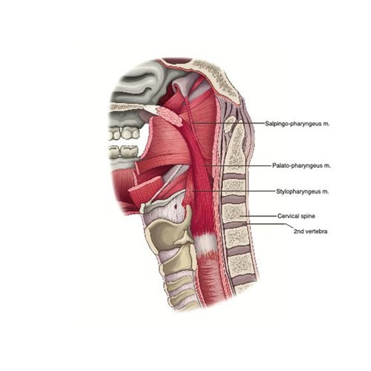 <p>Elevates the pharynx and larynx.</p>