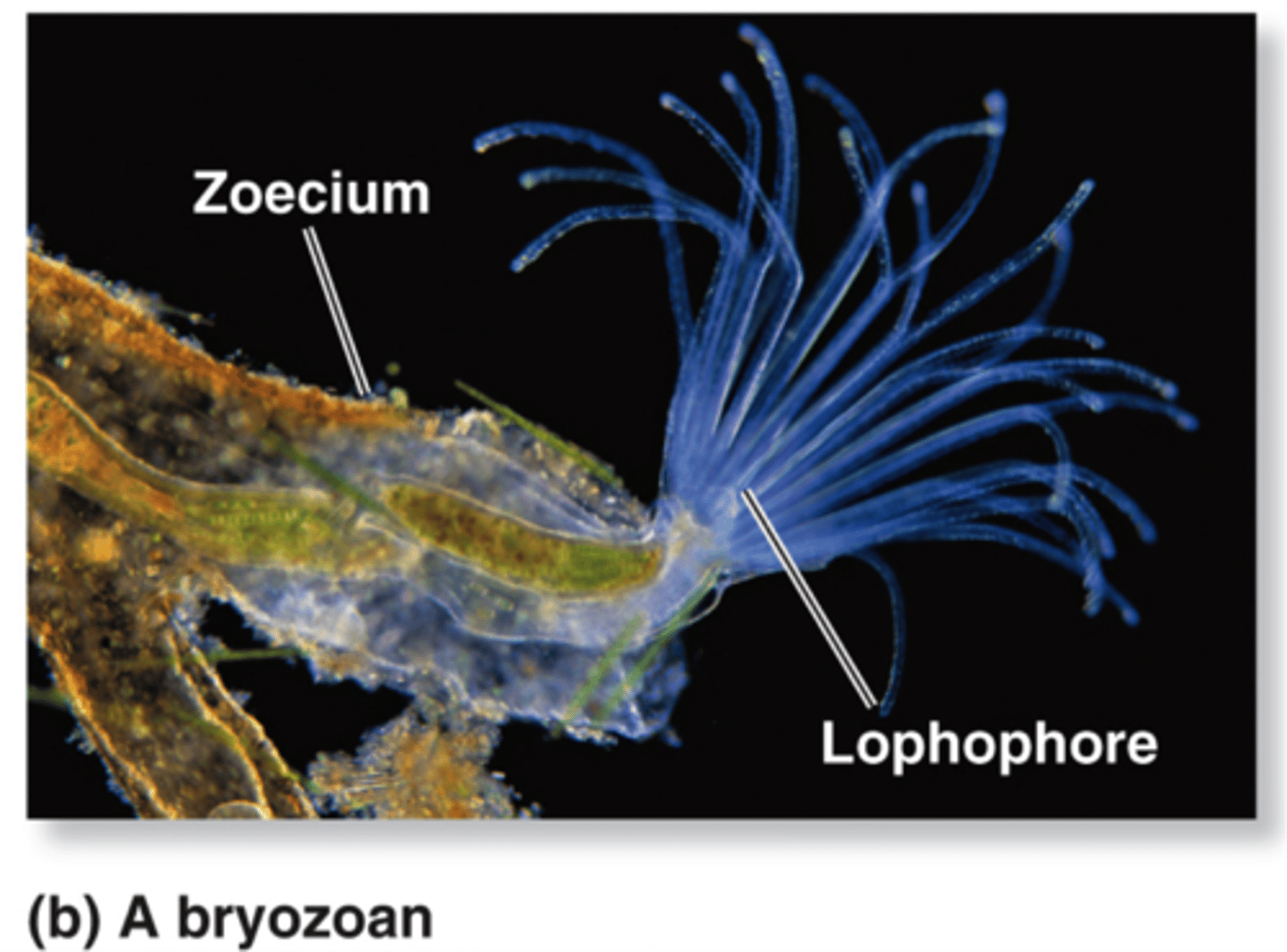 <p>a crown of ciliated tentacles that function in feeding</p>