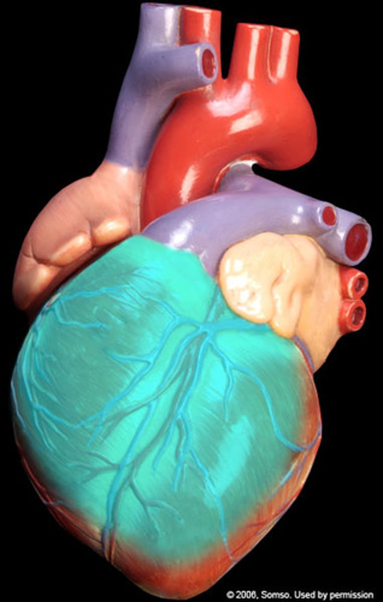 <p>"region", front side of the heart</p>