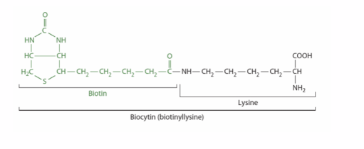 <p>DIGESTION: in diet, bound to proteins</p><p>- intestinal proteases: yield free biotin, biocytin</p><p>- Biotinidase: hydrolyses biocytin to free biotin, lysine</p><p>- ABSORPTION: free biotin</p><p>- BIOTIN IS SYNTHESISED BY GUT BACTERIA: contribution is unclear, but insufficient to meet physiological requirements</p><p>- BIOTINIDASE DEFICIENCY: inborn error of metabolism, impairs digestion and bioavailability</p>