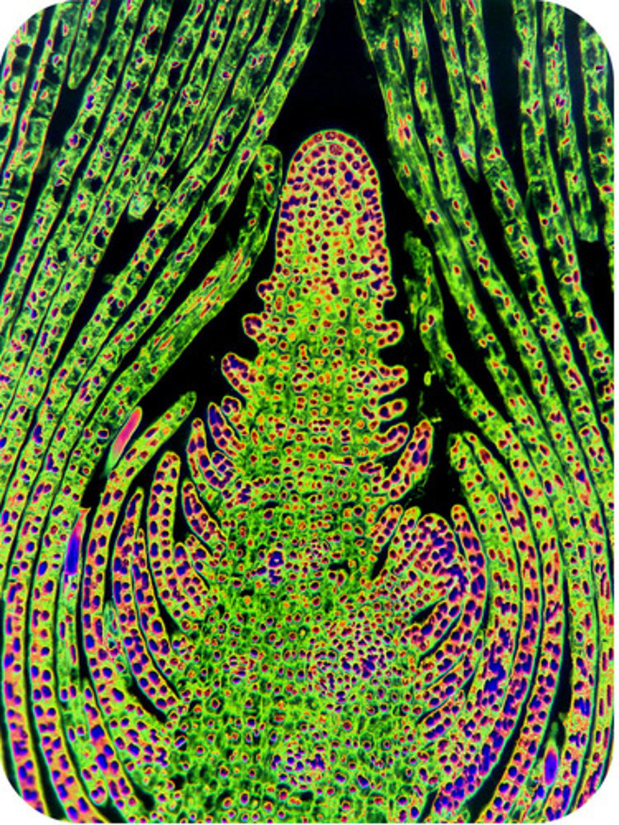 <p>apical meristems</p>