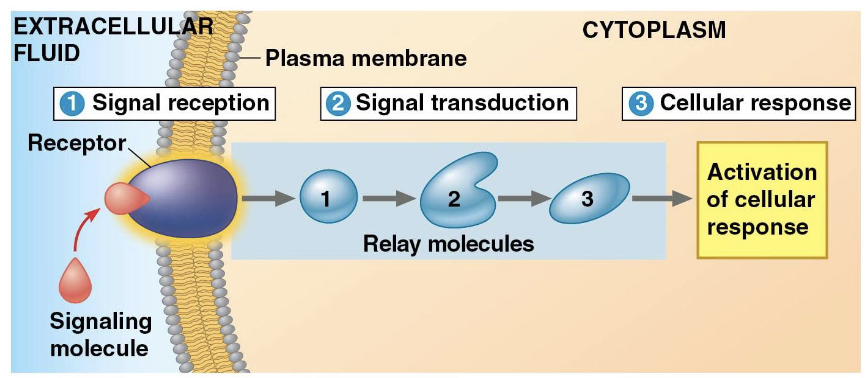 <ul><li><p>signal reception: chemical signal detected when ligand binds to receptor</p></li><li><p>signal transduction: receptor protein conformational change initiates signal transduction within the cell</p></li><li><p>cell response: transduced signal is converted to a response</p></li></ul><p></p>