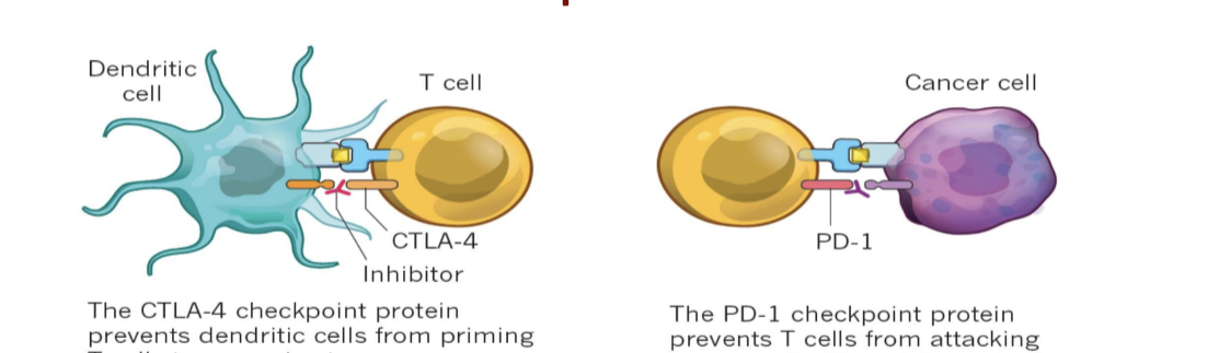 <ul><li><p>CTLA-4 blockage (e.g. ipillimumab)</p><ul><li><p>CTLA-4 checkpoint protein <strong>prevents</strong> dendritic cells from priming T cells to recognize tumors → <strong>inhibitor drug blocks the checkpoint</strong></p></li></ul></li><li><p>PD-1 blockage (e.g. nivolumab, pembrolizumab, atezolizumab)</p><ul><li><p>PD-1 checkpoint protein <strong>prevents</strong> T cells from attacking cancer cells → <strong>inhibitor drug allows T cells to act</strong></p></li></ul></li></ul><p></p>