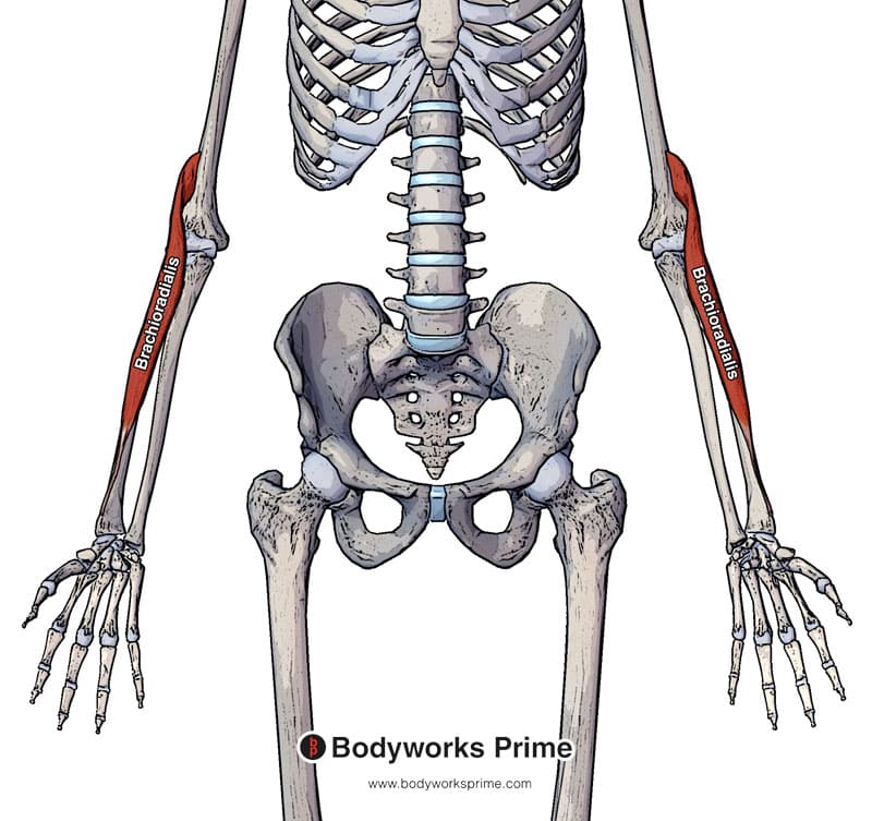 <p>the most superficial muscle on the radial aspect of the forearm</p>