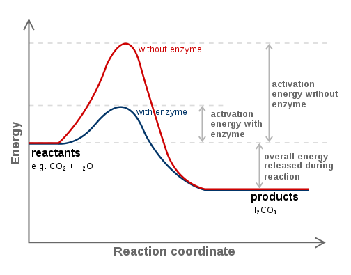 <p>protiens that speed up reactions by reducing the activation energy</p>