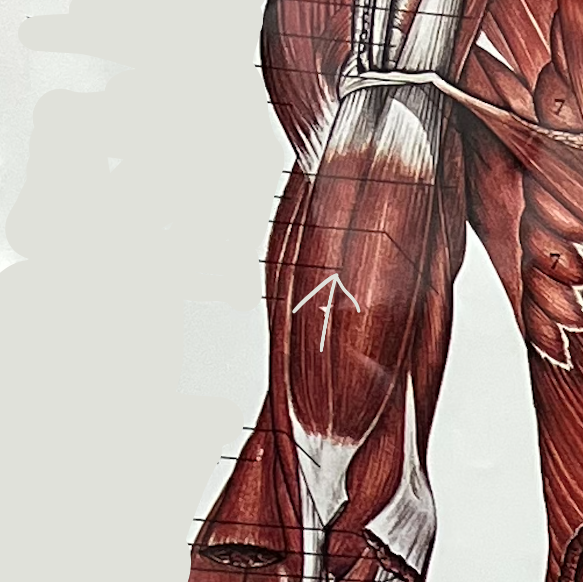 What muscle?