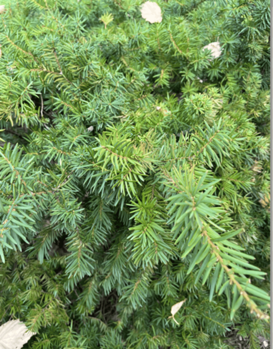 <p>flat needles, dark top light bottom, hedge plant, red female cones and gold male cones,</p>