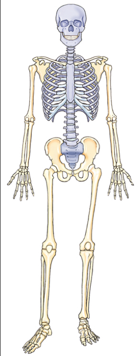 <p>Which part of the skeleton is in blue?</p>