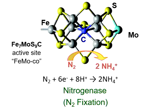 <ul><li><p>Enzyme that makes nitrogen more bioavailable</p><ul><li><p>The N<sup>2</sup> is triple bonded, requiring a lot of energy to separate</p></li><li><p>Nitrogenase cracks that apart and converts it: N<sub>2</sub> + 6e<sup>-</sup> + 8H<sup>+</sup> → 2NH<sub>4</sub><sup>+</sup></p></li><li><p>At the center is a cluster of metals: Fe<sub>7</sub>MoS<sub>9</sub>C</p></li><li><p>Having it in ammonium form makes it more water-soluble</p></li></ul></li></ul><p></p>