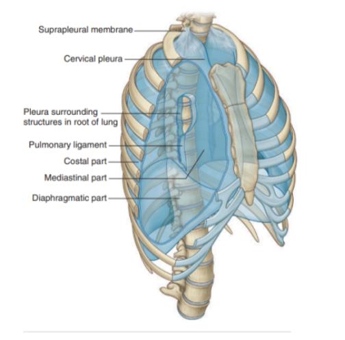 <ul><li><p>Pleura related to the ribs and intercostal spaces — called costal part</p></li><li><p>Pleura covering the diaphragm — diaphragmatic part</p></li><li><p>Pleura covering the mediastinum — mediastinal part</p></li><li><p>Pleura lining the cervical extension of the pleural cavity — cervical pleura </p><ul><li><p>(dome of pleura or pleural cupola)</p></li></ul></li></ul>
