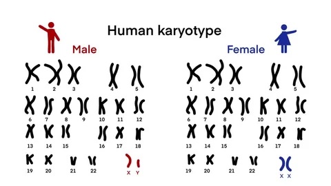 <p>The number and appearance of chromosomes in the nucleus of a cell.</p>