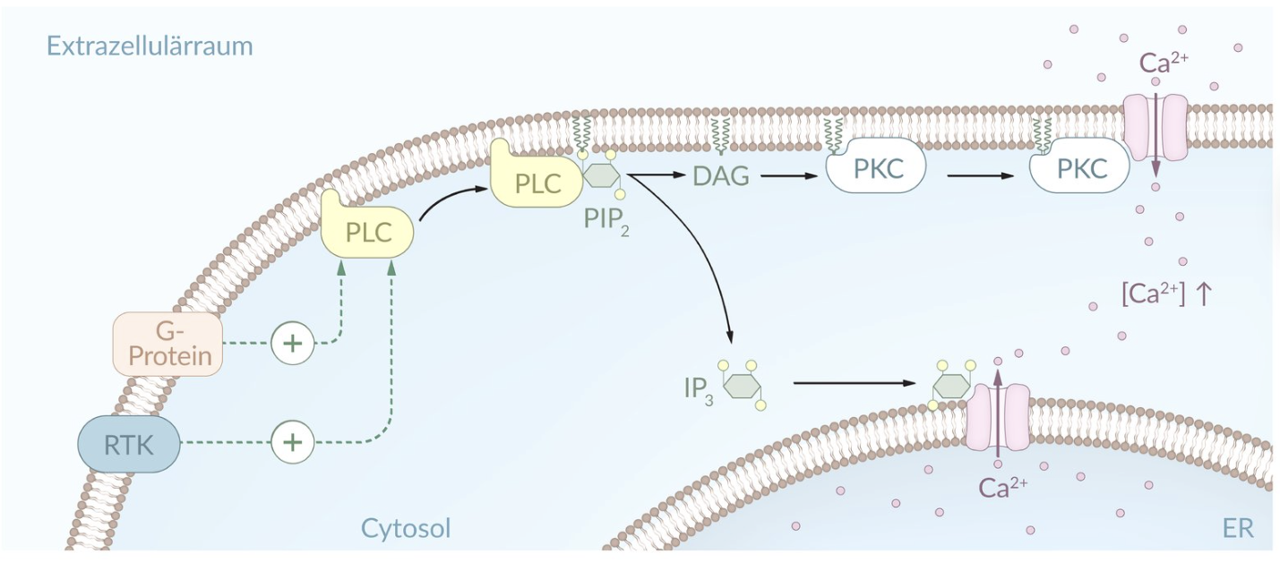 <p>C. Inositol-1,4,5-trisphosphate</p>