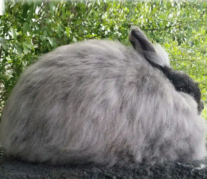 <p>What Breed Am I?</p>