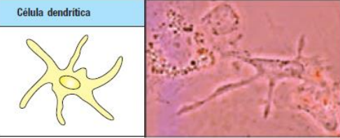 <p>¿cuál es la función de las células dendríticas?</p>
