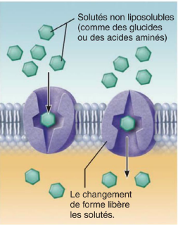 <p>Au moyen de transporteurs protéiques spécifiques à des substances chimiques ; La liaison des substrats cause un changement dans la forme des transporteurs protéiques. Exemple : Entrée de glucose </p>
