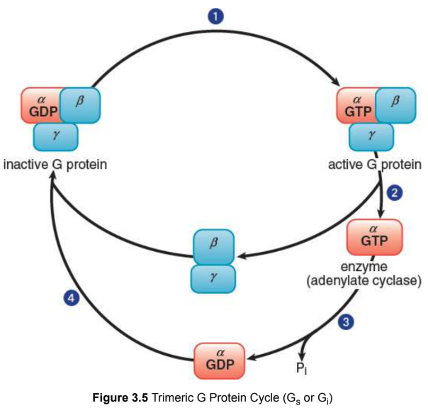 <p>the binding of a ligand increases the affinity of the receptor for the G protein; the binding of the G protein represents a switch to the active state and affects the intracellular signaling pathway</p><p>ex.</p><p>G<sub>s</sub> stimulates adenylate cyclase, which increases levels of cAMP in the cell</p><p>G<sub>i</sub> inhibits. adenylate cyclase, which decreases levels of cAMP in the cell</p><p>“Mind your p’s and q’s”: G<sub>q</sub> activates phospholipase C → cleaves a phospholipid from the membrane → form PIP2 → cleaved into DAG and IP3 → IP3 opens calcium channels in the endoplasmic reticulum → increasing calcium levels in the cell</p>