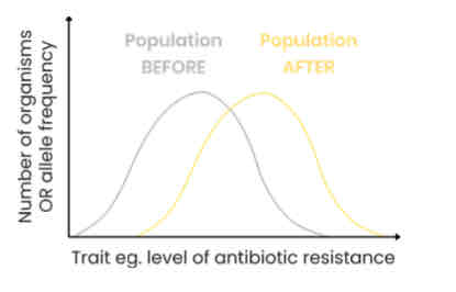 <p>Explain the effects of directional selection</p>