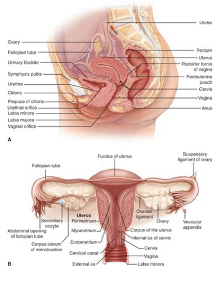 <ol><li><p>Vagina- pathway to external environment from uterus </p></li><li><p>Uterus- home to fetus</p></li><li><p>Cervix- opening to uterus (note: should be closed until labor begins)</p></li><li><p>Fallopian tubes- connect the uterus to the ovaries </p></li><li><p>Ovaries- produce eggs </p></li></ol><p></p>