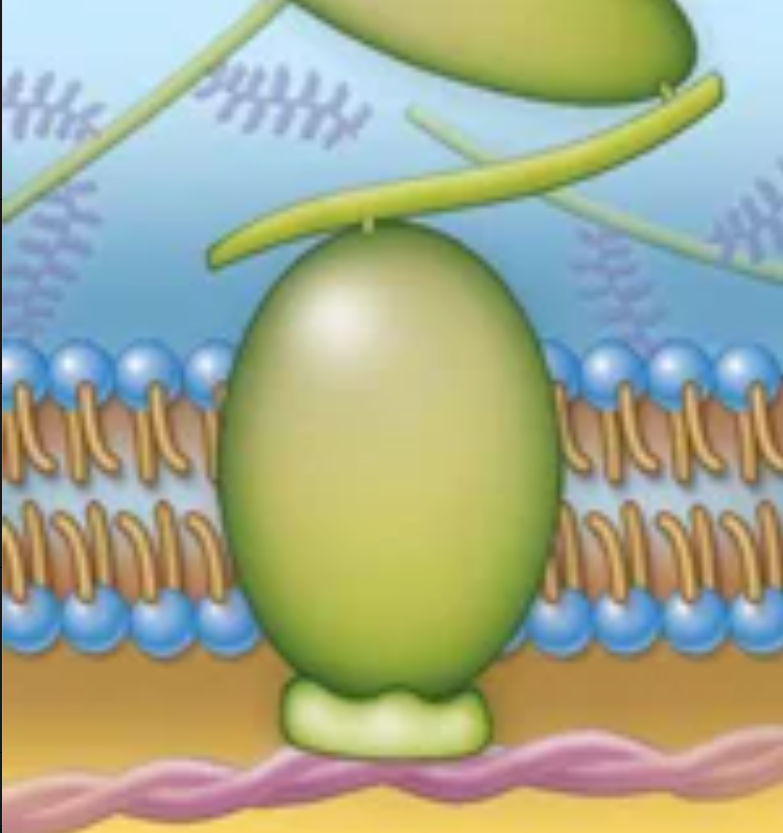 <p>Structure and function</p>