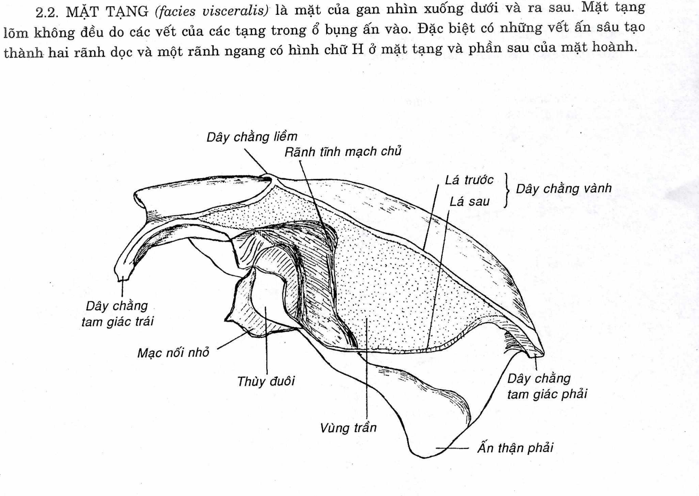 <p><span style="color: blue;">C. Mặt tạng là mặt của gan ở phía dưới, có hai rãnh <s>ngang</s> và một rãnh <s>dọc</s>.</span></p><ul data-type="taskList"><li data-checked="true" data-type="taskItem"><label><input type="checkbox" checked="checked"><span></span></label><div><p>C. Mặt tạng là mặt của gan ở phía dưới, có hai rãnh <strong>dọc</strong>&nbsp;và một rãnh <strong>ngang</strong>.</p></div></li></ul><p>GP2, 137</p>