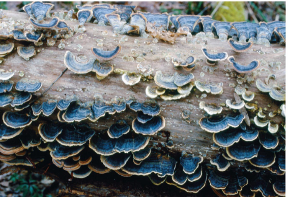<p>basidiomycete;</p><p>important decomposers of wood</p>