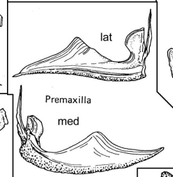 <p>A bone forming the front part of the upper jaw.</p>