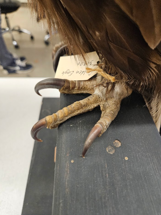 <p>the toes are deeply cleft, with large, strong, sharply curved nails</p>