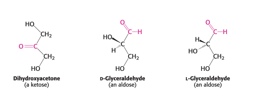 <p>simplest saccharides composed of three carbons</p><p></p>