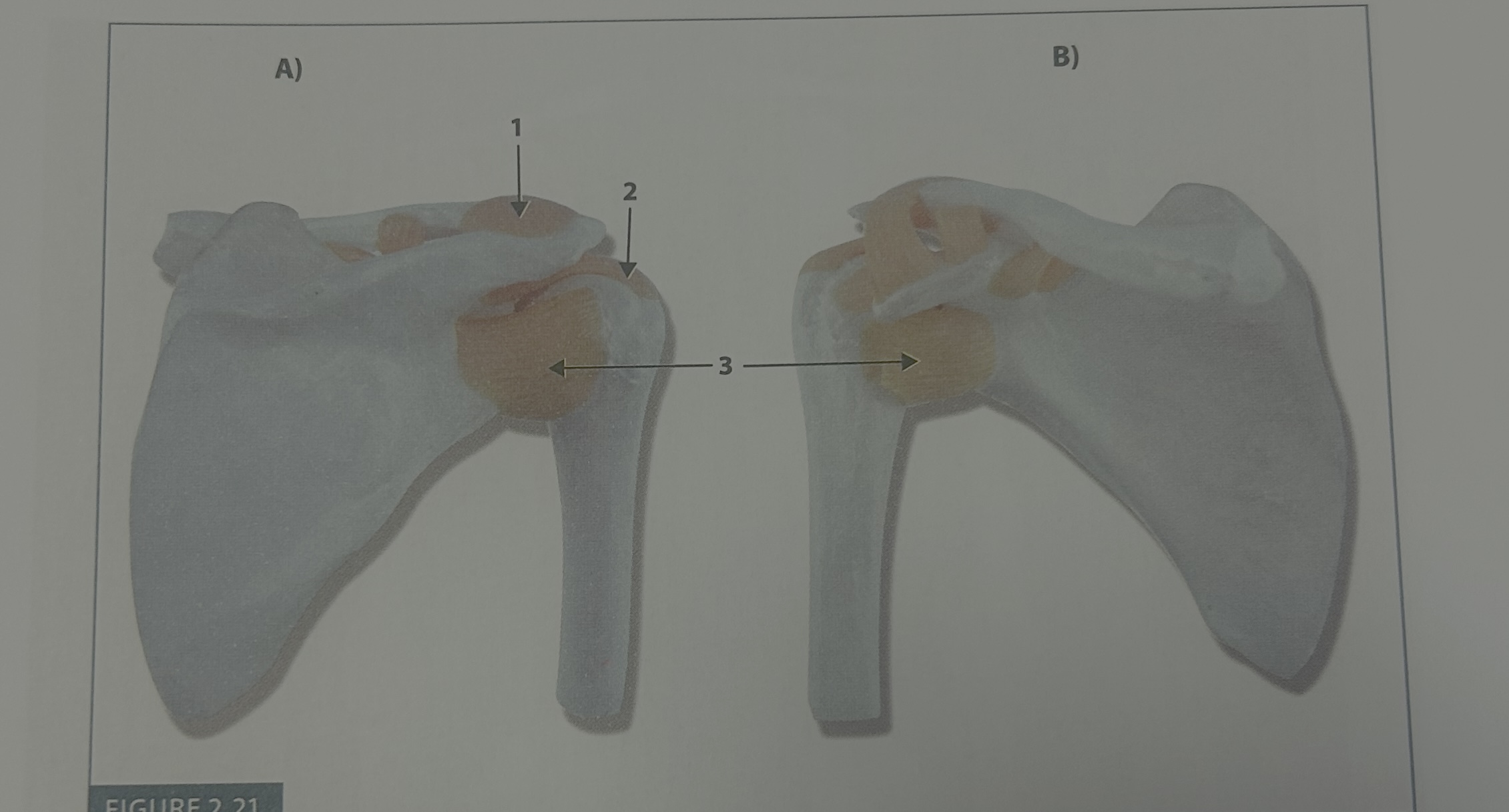 <p>3</p>