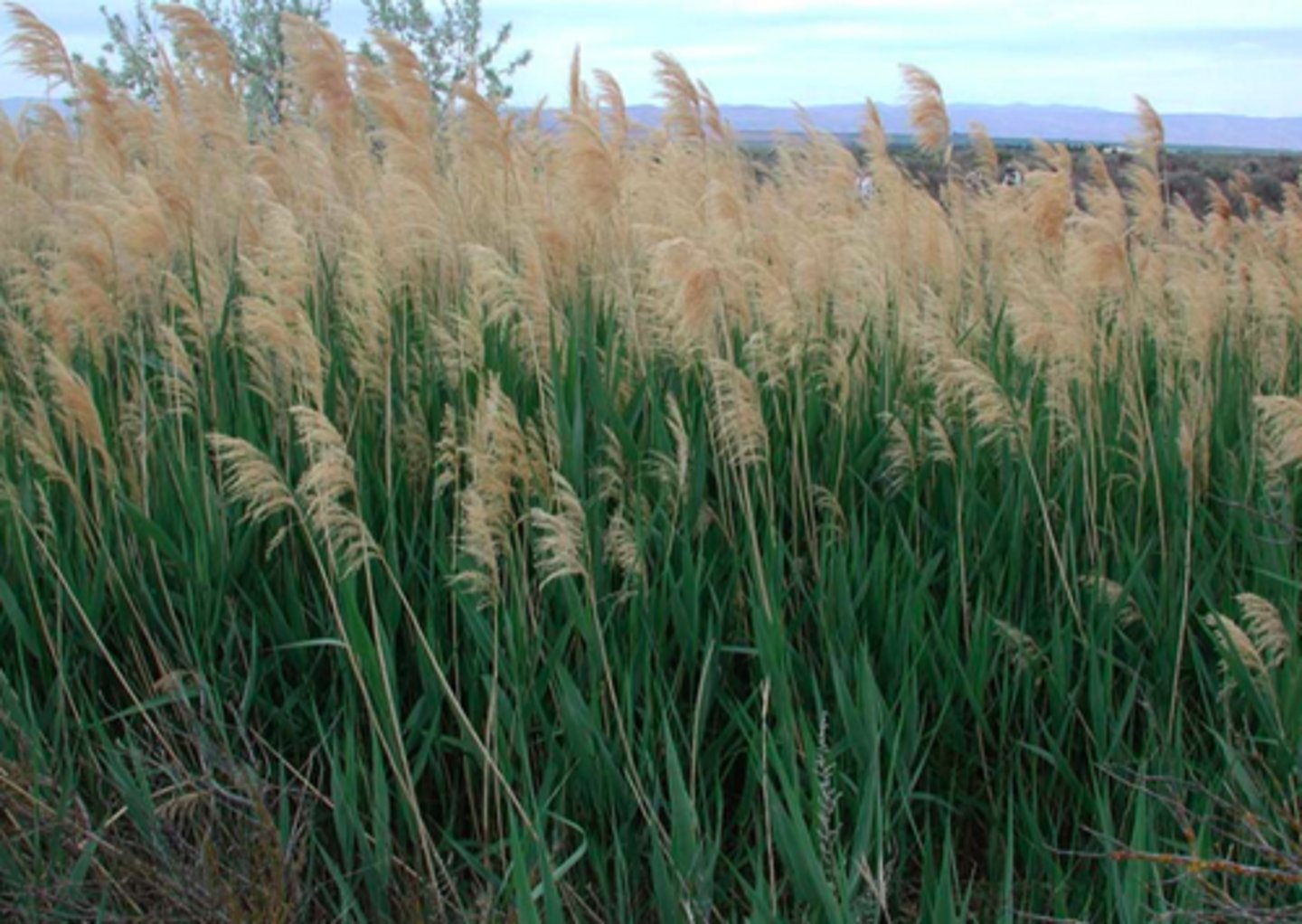 <p>The invasive common reed, likely introduced with soil ballast; highly aggressive, multiple reproductive modes, extirpation of native Phragmites species</p>