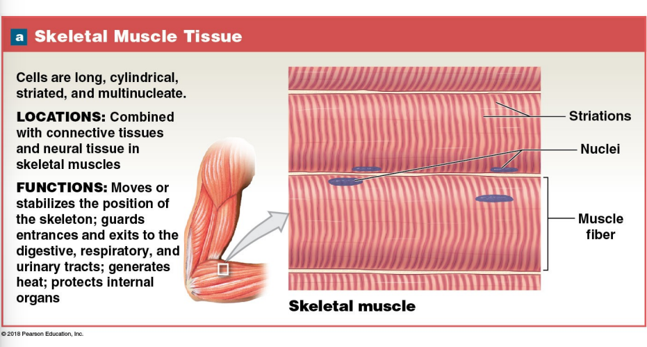 <p>A skeletal muscle cell is multinucleate, meaning it is </p>