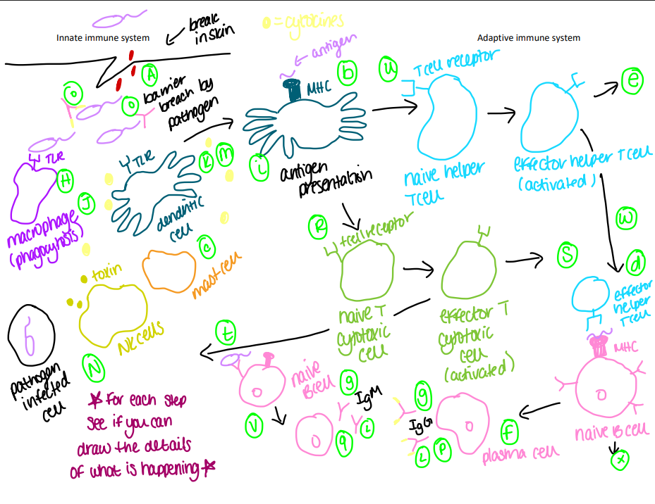 <p><span>The innate system acts first, recognizing broad patterns on pathogens and initiating a rapid inflammatory response. If the innate system fails to clear the infection, it signals to the adaptive system, which then develops a specific response tailored to the pathogen, often involving B cells and T cells.&nbsp;</span></p>